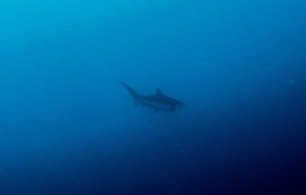 Ground Shark Examples Ground Sharks from Laamu Atoll, Maldives on February 19, 2020 at 07:33 ...