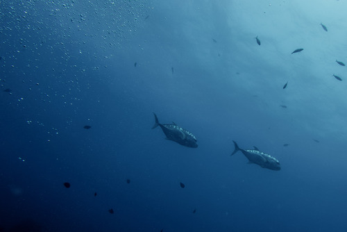 Giant Trevally — seen at this dive site
