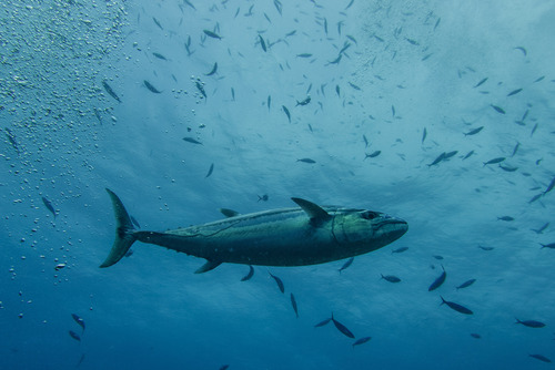 Dogtooth Tuna — seen at this dive site