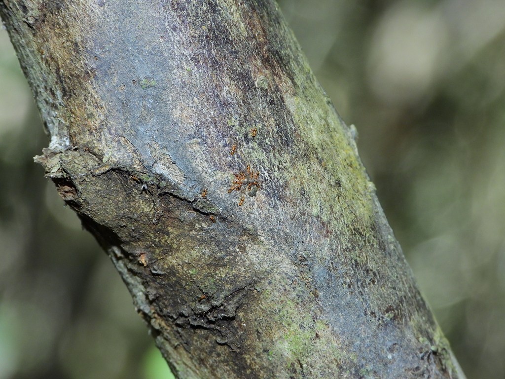 Rover Ants from Túxpam de Rodríguez Cano, Ver., México on February 21 ...