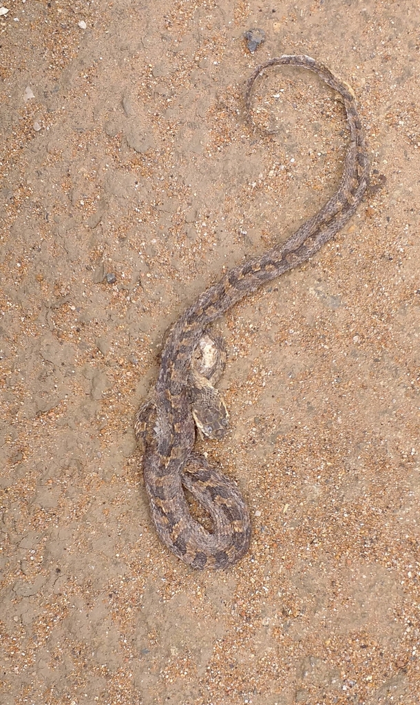 Cat-eyed Snakes from Marcabeli, Ecuador on March 16, 2024 at 01:28 PM ...