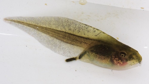Iberian Spadefoot