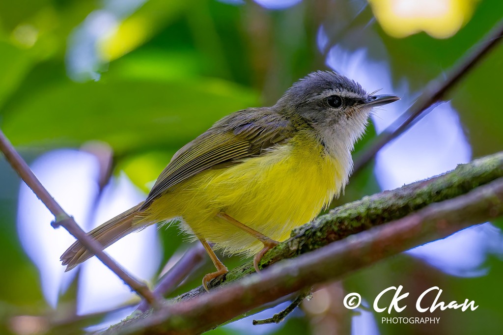 Yellow-bellied Warbler photo