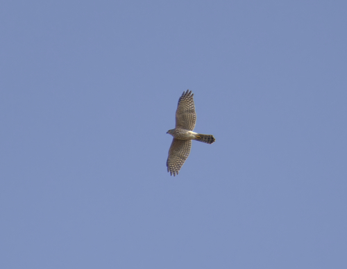 Shikra
