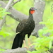 White-winged Guan - Photo (c) David Barton, all rights reserved, uploaded by David Barton