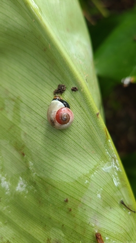 Leptaxis minor