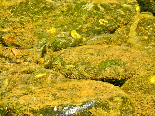 Sinaloan Livebearer