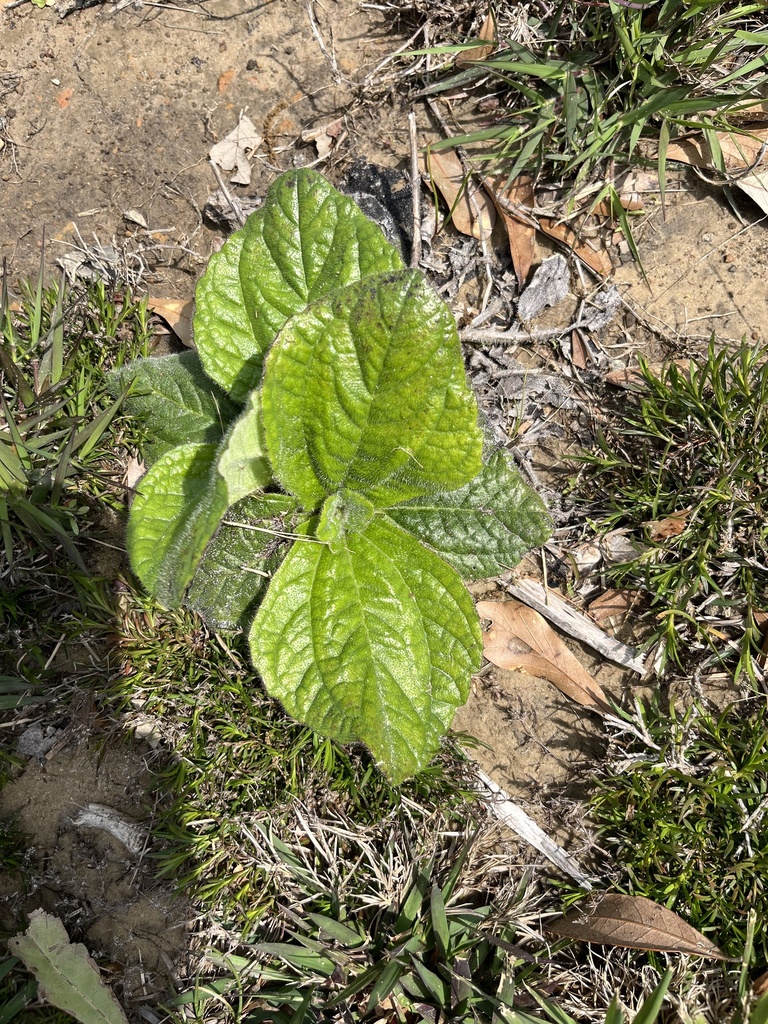 Rayless Sunflower from John Clark Rd, Gulfport, MS, US on March 26 ...