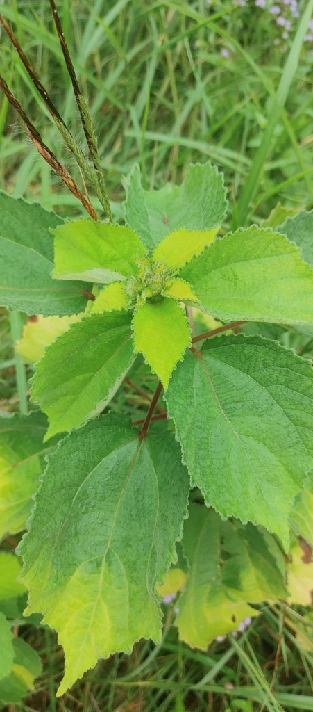 Chinese Bur from Tiaro QLD 4650, Australia on March 27, 2024 at 12:19 ...
