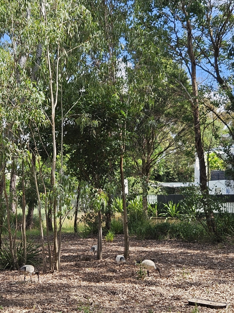 Australian White Ibis from Sydney Olympic Park NSW 2127, Australia on ...