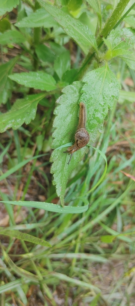 Crimson Foot Semi-slug from Tiaro QLD 4650, Australia on March 27, 2024 ...