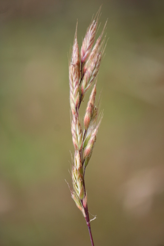 Švelnioji dirsė nuotrauka