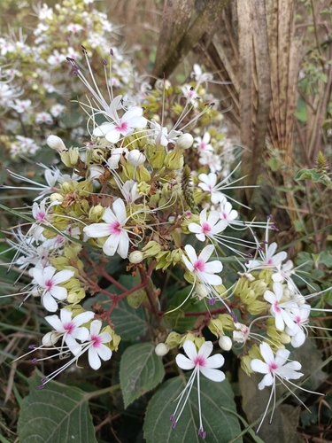Hill glorybower