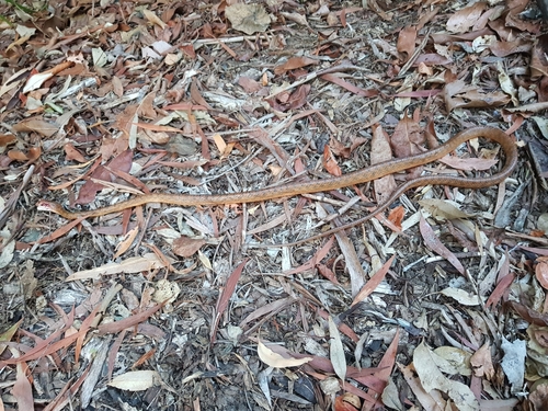 Brown Tree Snake sighting