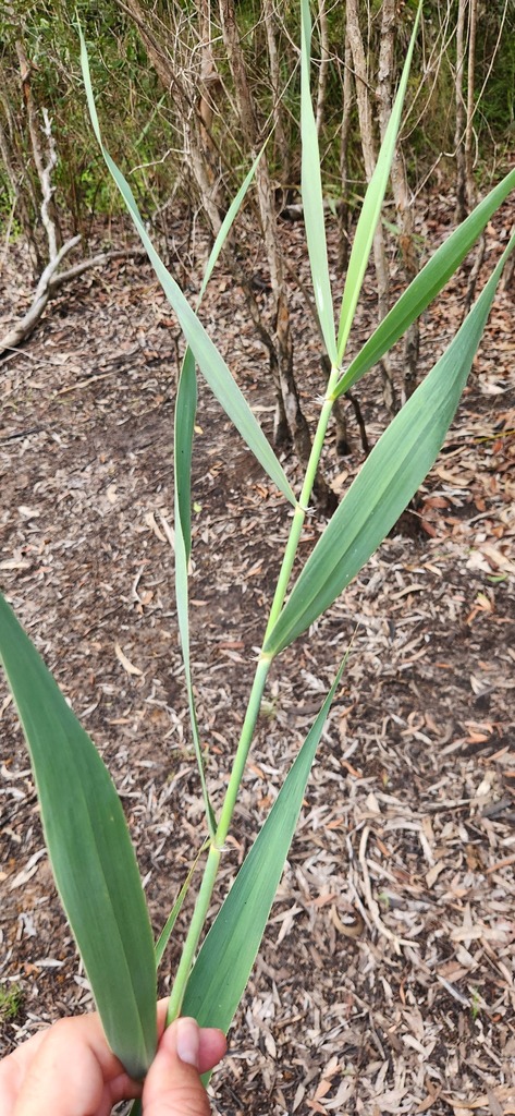 Australian Bush Reed common reed from Toogoom QLD 4655, Australia on March 13, 2024 at 05:33 ...