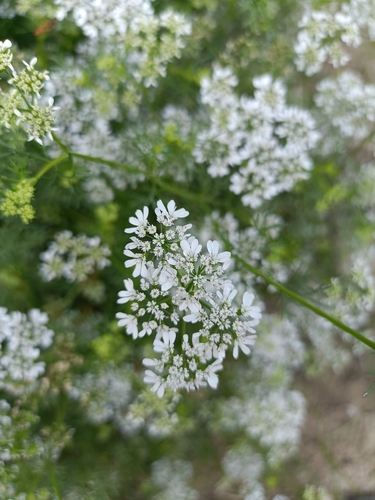 coriander