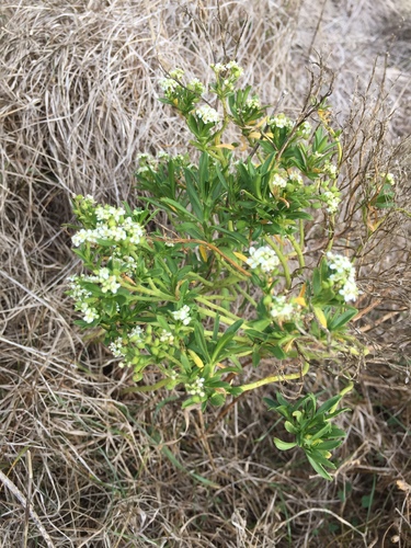 Banks Peninsula Scurvy Grass (Lepidium aegrum)
