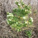 Banks Peninsula Scurvy Grass - Photo (c) Greg Offer, all rights reserved, uploaded by Greg Offer