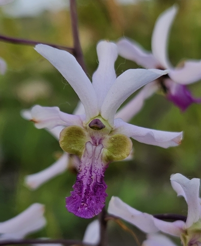 Eulophia cristata