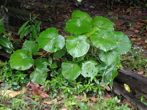 pariparoba