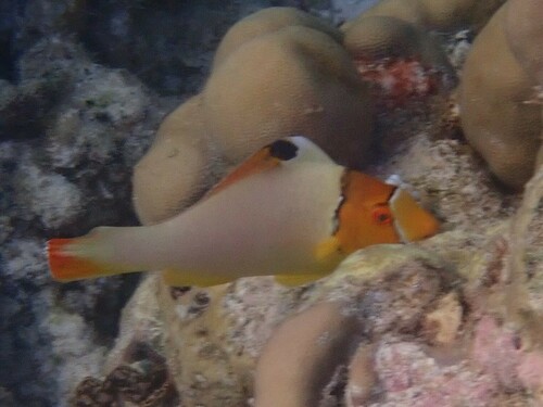 Spotted Parrotfish — seen at this dive site