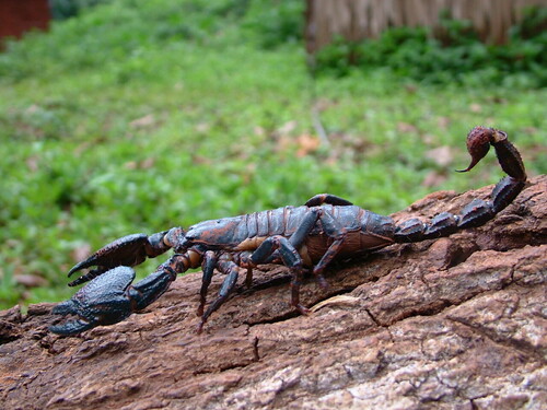 Dictator Scorpion
