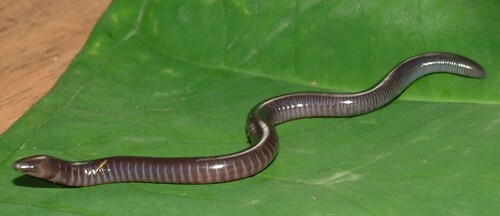 Gaboon Caecilian