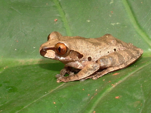 Ocellated Forest Tree Frog