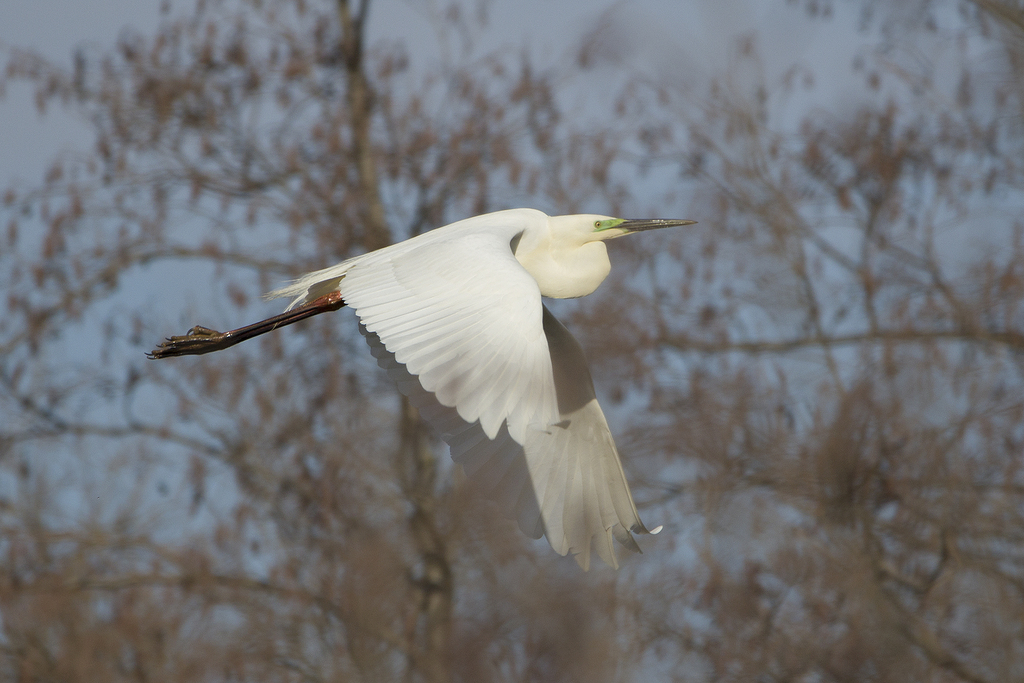 Great Egret from Грязинский р-н, Липецкая обл., Россия on March 27 ...