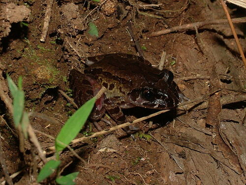 Cameroon Range Night Frog