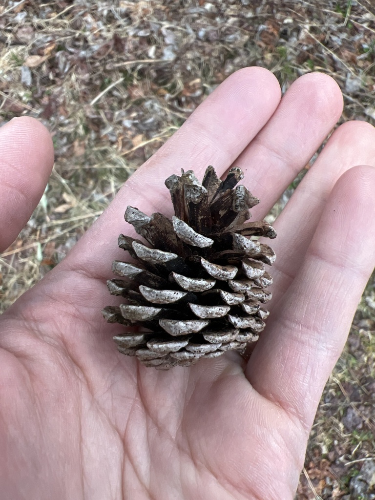 red pine from Silver Spring Blvd, Kunkletown, PA, US on March 27, 2024