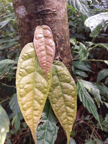 Variety Ficus sarmentosa henryi · iNaturalist NZ