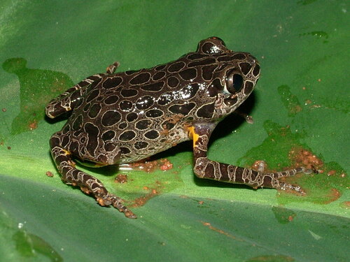 Kassina maculosa