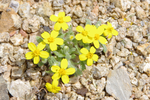 Syntrichopappus