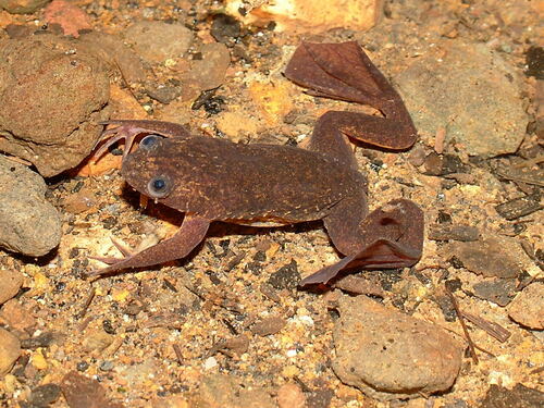 Lake Oku Clawed Frog