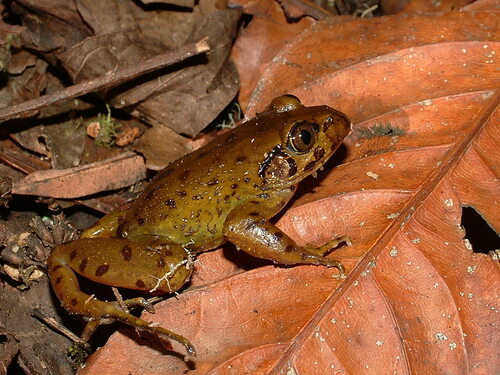 Central Night Frog