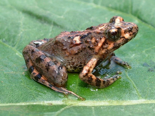 Phrynobatrachus steindachneri