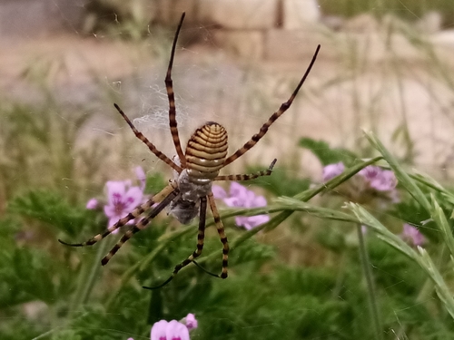 Banded Garden Spider