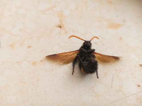 Regiscolia bidens