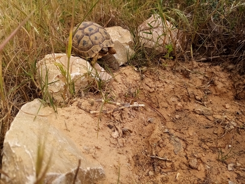Testudo graeca tripolitania