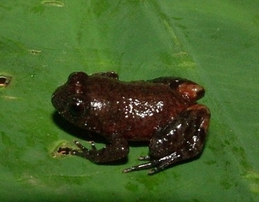 Redbelly Egg Frog