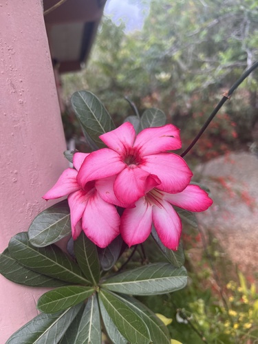 Adenium obesum image