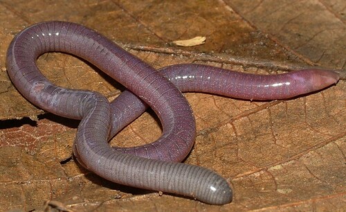 Congo caecilian