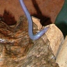 Congo caecilian
