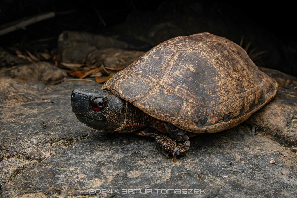 Beal's Four-eyed turtle in March 2024 by Artur Tomaszek · iNaturalist