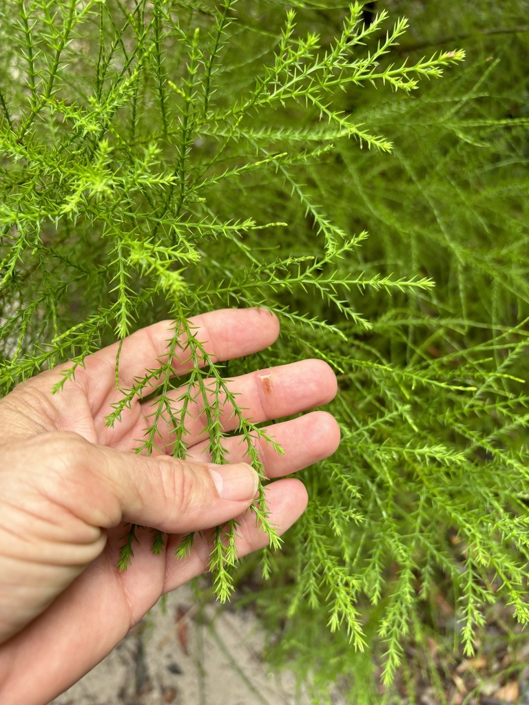 Coastal Cypress Pine from K’gari (Fraser Island) Recreation Area ...