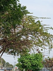 Crescentia cujete image