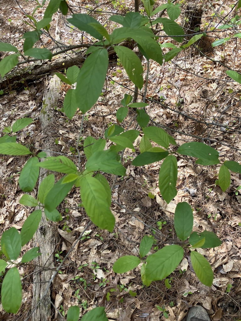 Carolina buckthorn from Logoly State Park, Magnolia, AR, US on March 27 ...