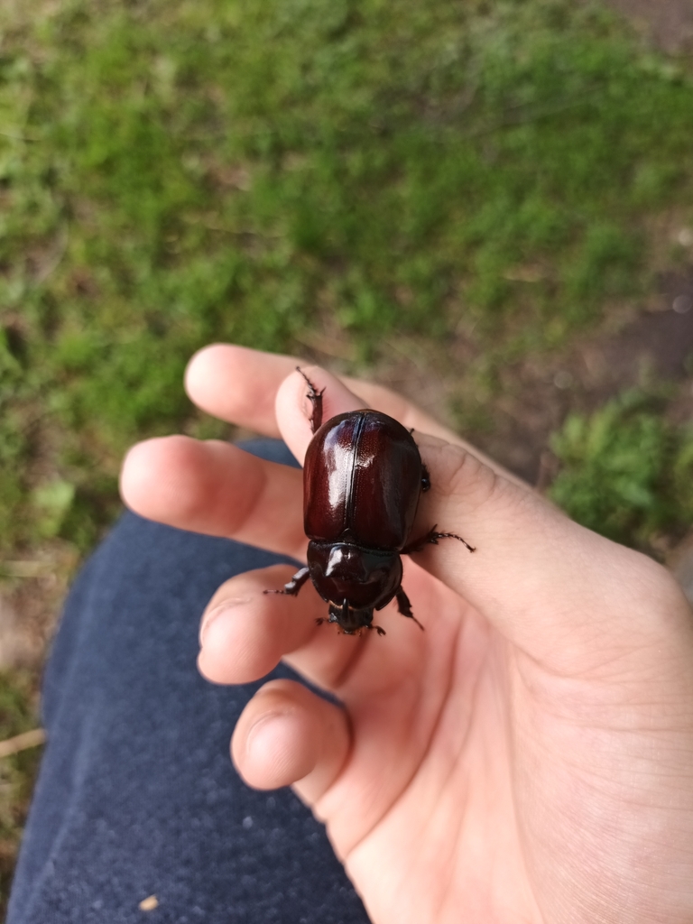 European Rhinoceros Beetle from Тынково, Тамбовская обл., Россия ...