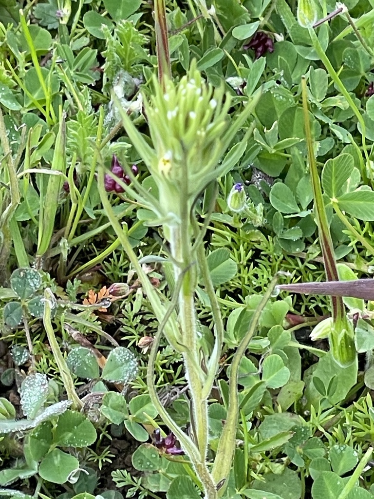 valley tassels from Edgewood Park & Natural Preserve, Woodside, CA, US on March 27, 2024 at 11